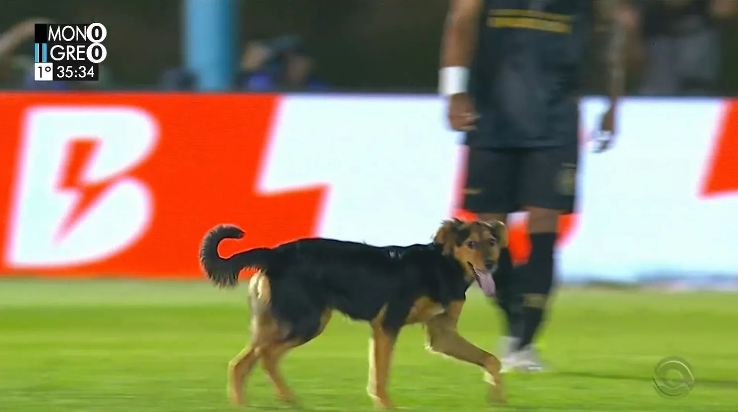 Cachorro invade o gramado de partida do Gaúchão