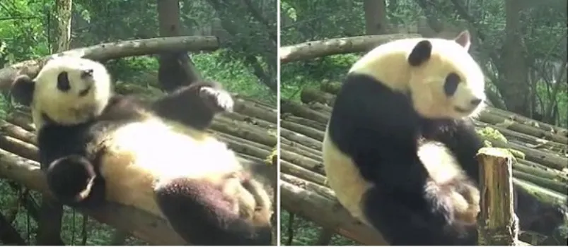 ‘VERÃO TÁ AÍ’: Panda é flagrado fazendo abdominais em vídeo; Confira
