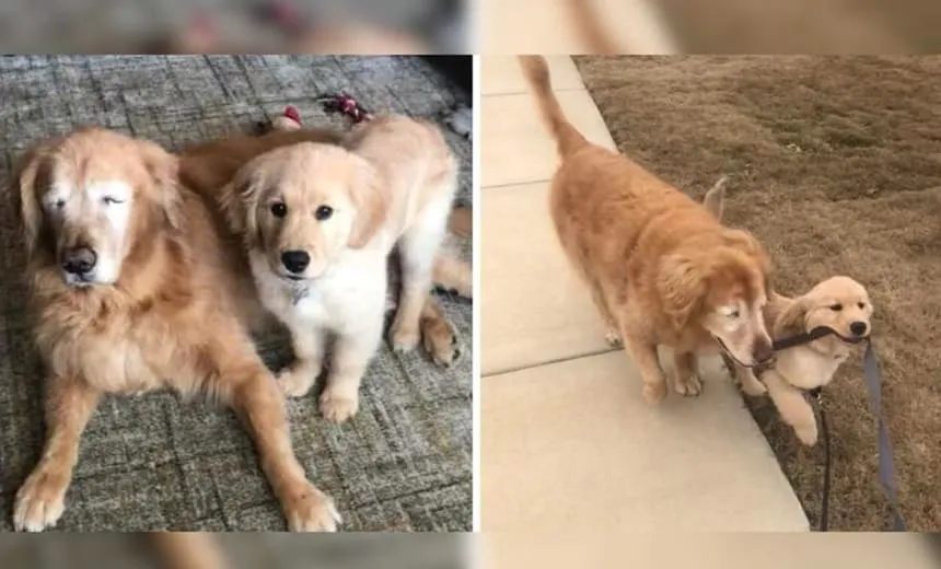 “Iti malia”: cãozinho idoso e cego ganha filhote pra ser o seu ?cão-guia?; veja