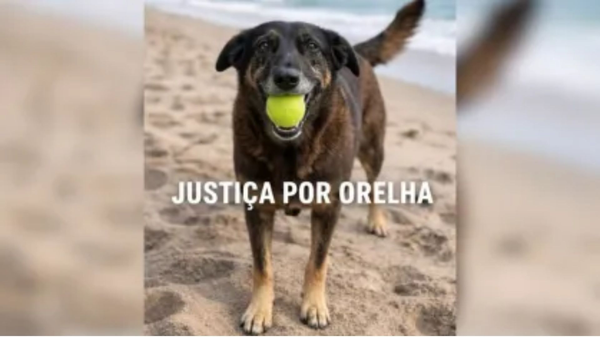 Caso do cachorro Orelha gerou onda de repercuss&atilde;o no Brasil e mundo afora