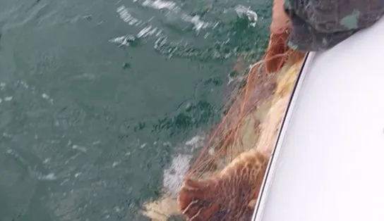 Final feliz: tartaruga cai em armadilha e fica presa em rede de pesca, mas é resgatada com segurança; assista