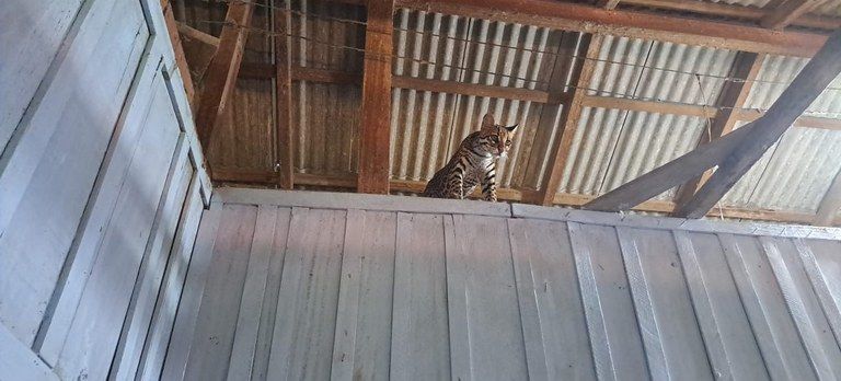 Jaguatirica Tiktoker foi resgatada pelo Ibama. Foto: Divulgação / Ibama