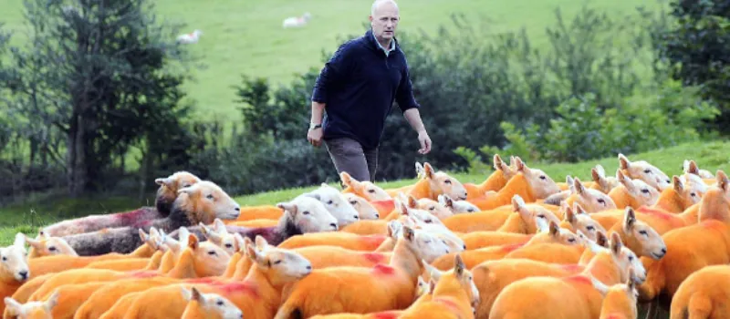 ‘DIFERENTONAS’: Cansado de ser furtado, fazendeiro pinta todas as suas ovelhas de laranja