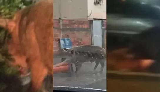 Assa "suíno": famoso no Cabula, "porcão" é atropelado na Rua Silveira Martins  