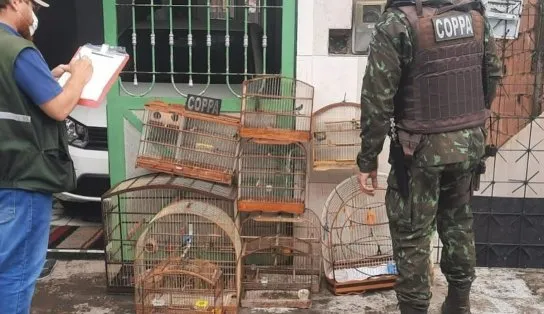 Liberaram a rolinha: operação da PM acha animais engaiolados em Salvador, Praia do Forte e Sauipe  