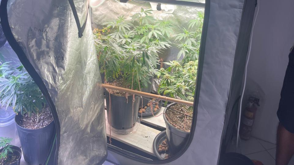 Estufas de maconha são apreendidas em apartamento no Rio Vermelho.Foto: SSP-BA