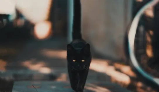 Temida pelos supersticiosos, sexta-feira 13 só ocorrerá novamente em junho de 2025
