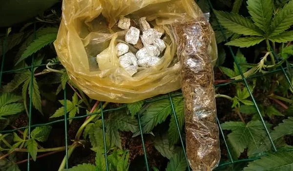 Dois homens são presos em flagrante com plantação de maconha em estufa artificial 