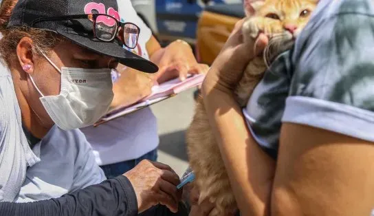 Vacinação antirrábica: confira onde vacinar seu pet em Salvador