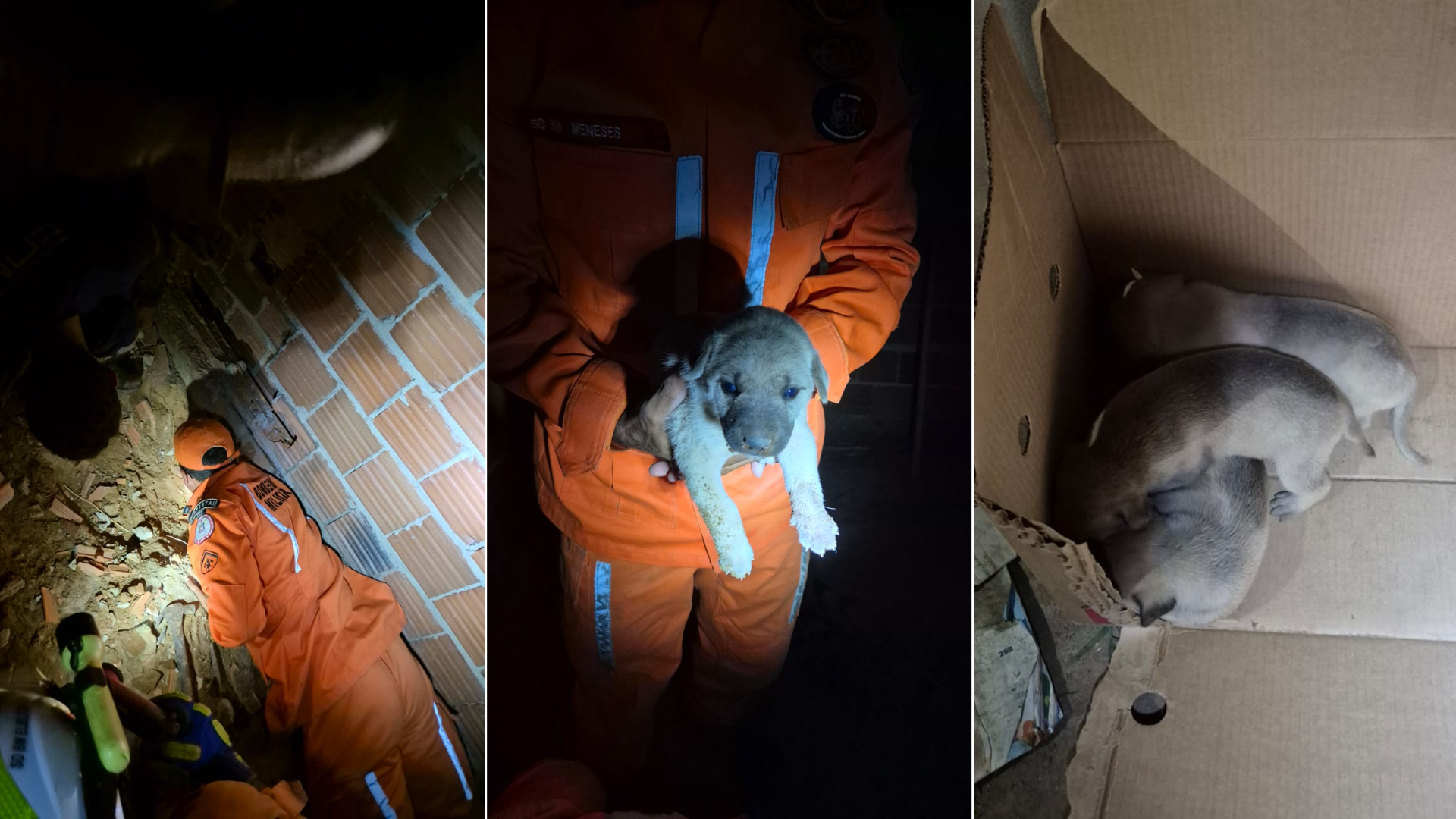 Bombeiros resgataram filhotes de cachorro entre paredes de casa em Senhor do Bonfim, na Bahia