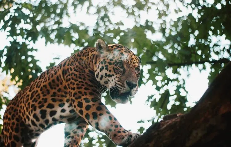 Dia da Onça Pintanda: maior felino das Américas sofre com caça predatória