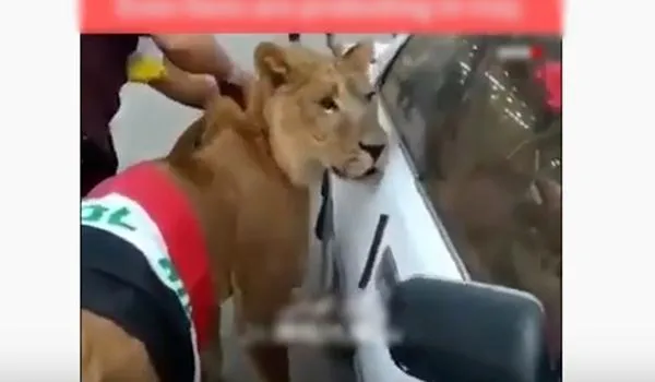 Homem surge com leão em protesto após saber que polícia apareceria com cães; veja vídeo