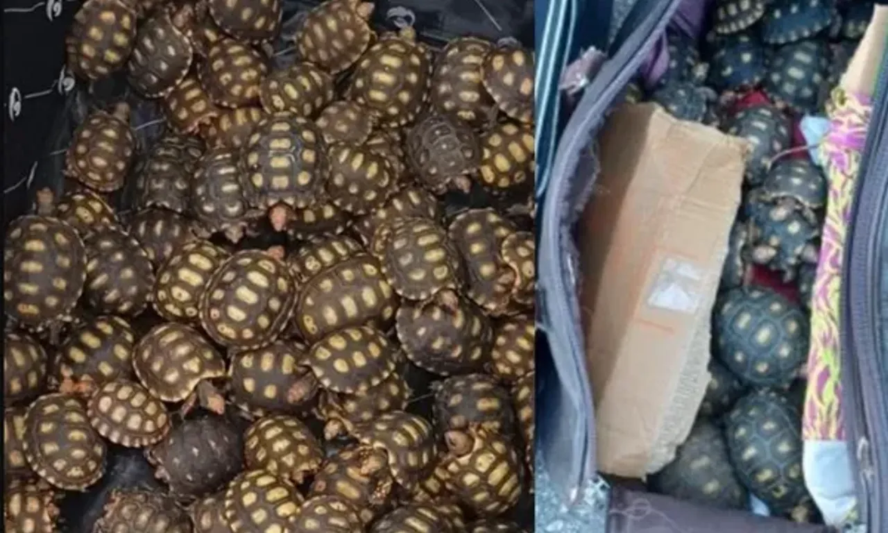 Filhotes de jabuti foram resgatados. Foto: Reprodu&ccedil;&atilde;o / Pol&iacute;cia Rodovi&aacute;ria Federal