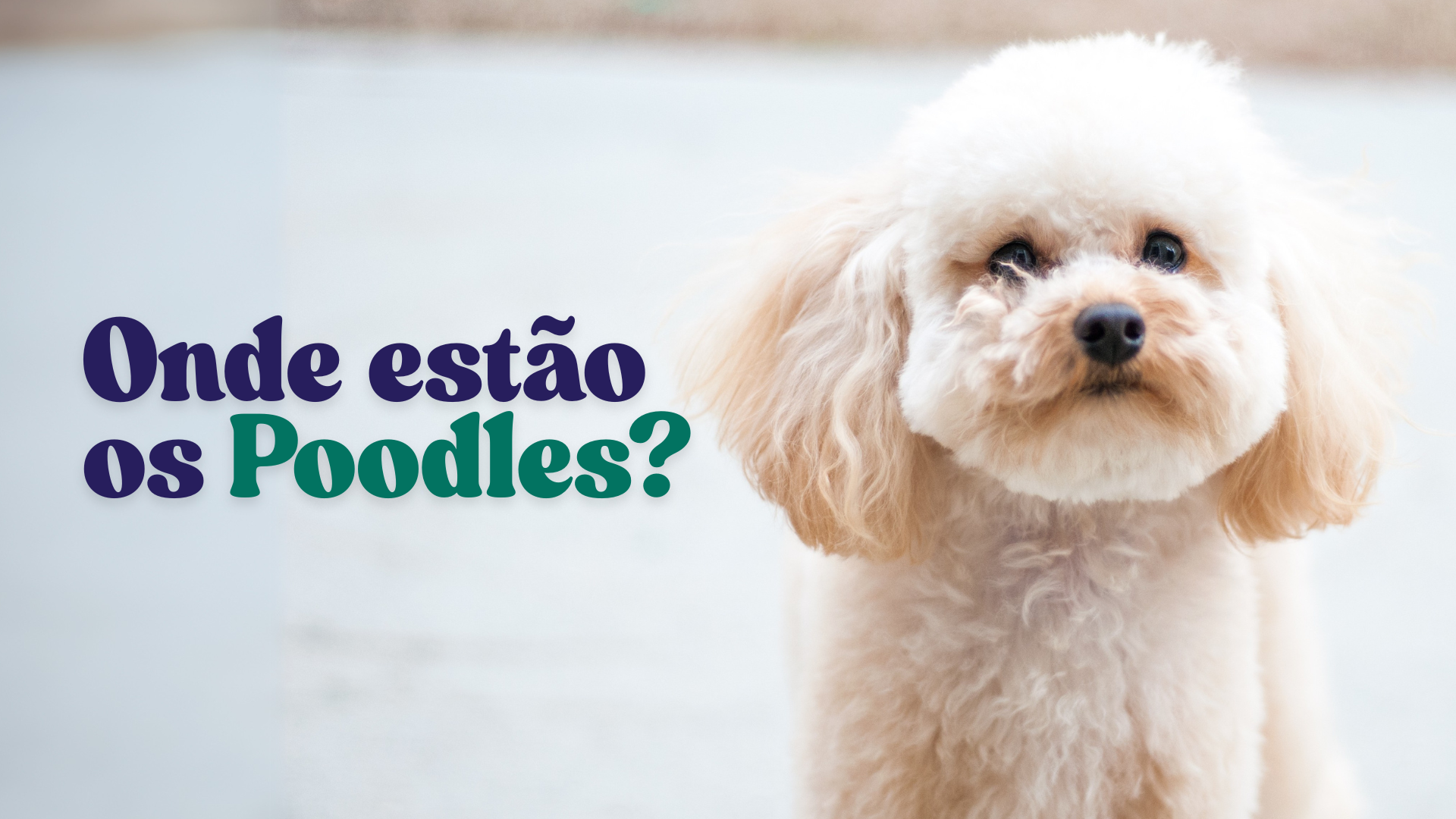 Onde estão os Poodles? | Arte/Aratu On