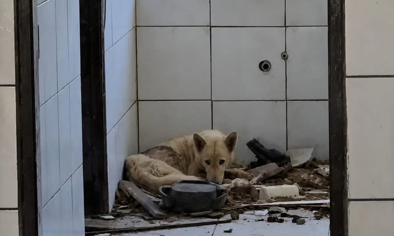 Adolescente é apreendido por maus-tratos a cães em escola desativada na Bahia