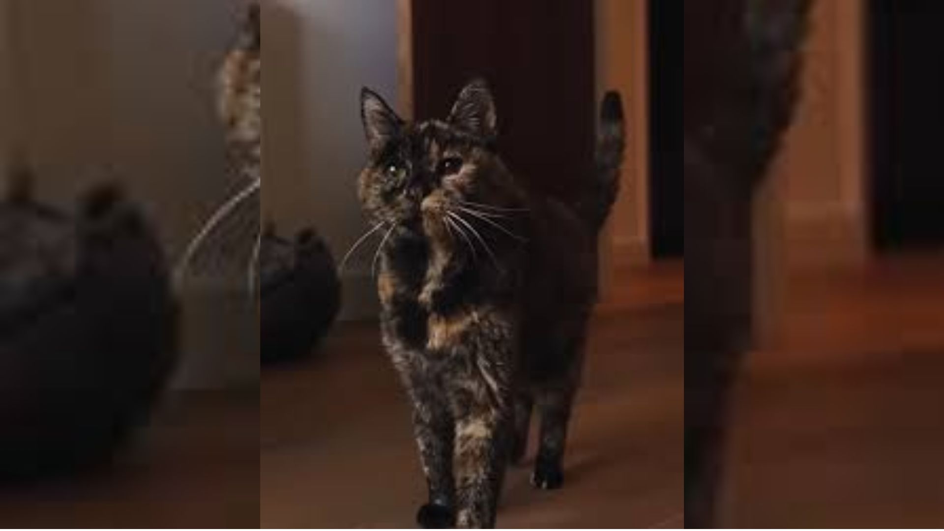 Flossie, a gata mais velha do mundo, segundo o Guiness