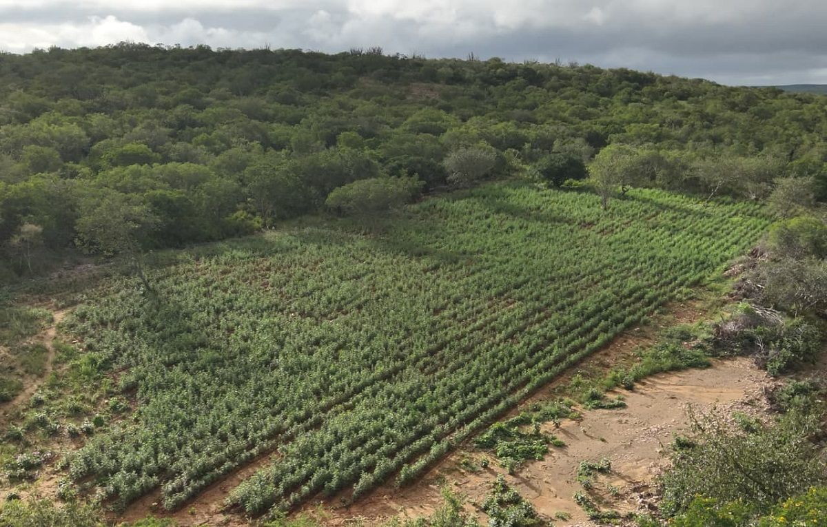 Pol&iacute;cia erradica 125 mil p&eacute;s de maconha, na Bahia. Foto: Divulga&ccedil;&atilde;o