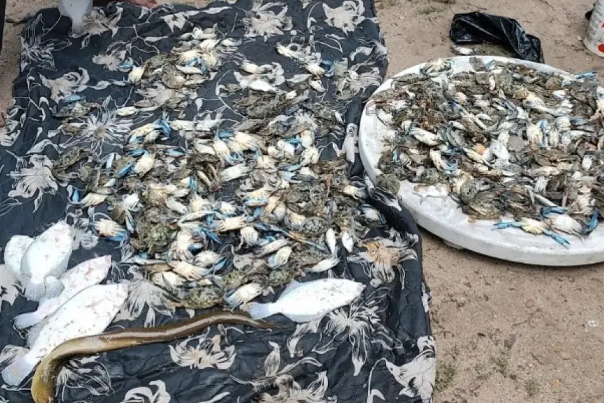 Peixes e crust&aacute;ceos mortos em S&atilde;o Tom&eacute; de Paripe. Foto: Redes Sociais
