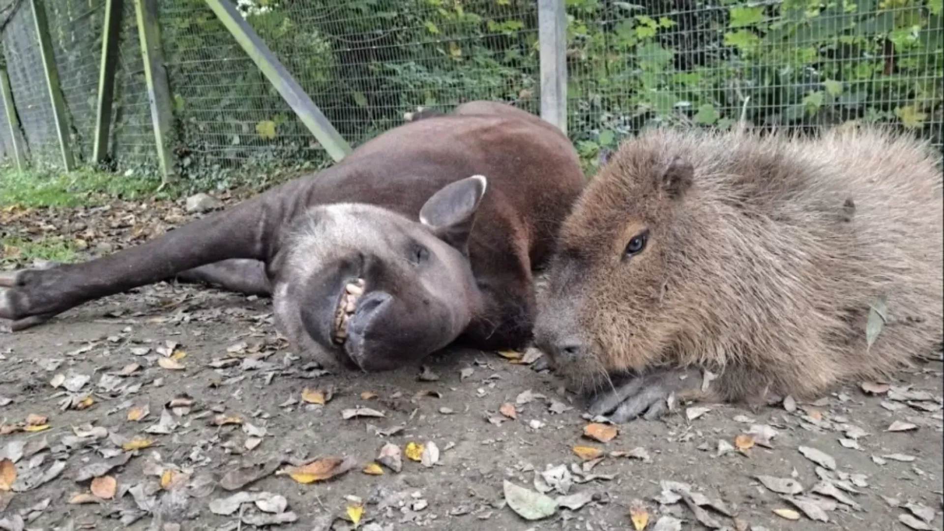 Anta e capivara brasileira foram sacrificadas no mesmo dia em zoológico na Inglaterra