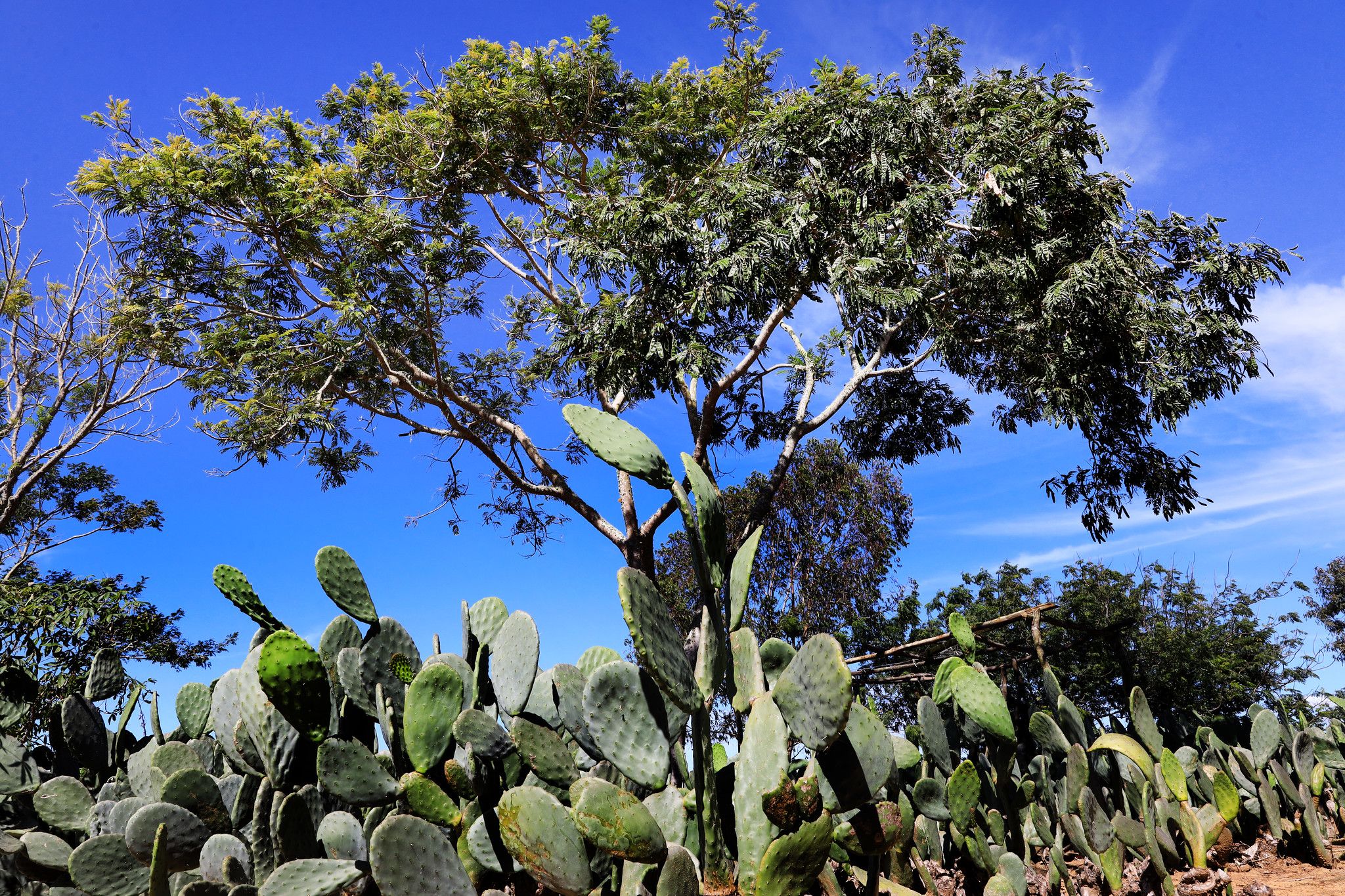 Plantação de cactos em Maracás | Foto: Thuane Maria/GOVBA