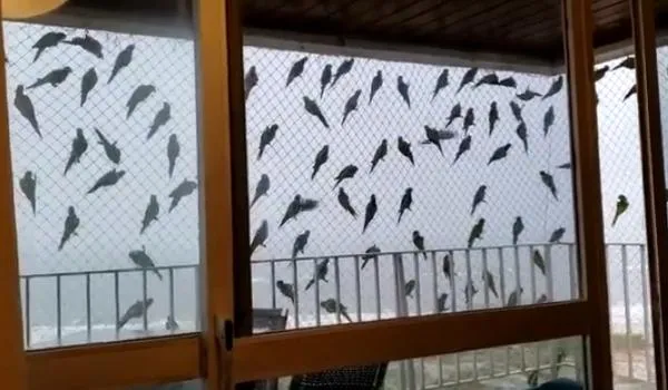 Vídeo com aglomeração de passarinhos em janela viraliza e Ministério Público aciona município baiano na Justiça