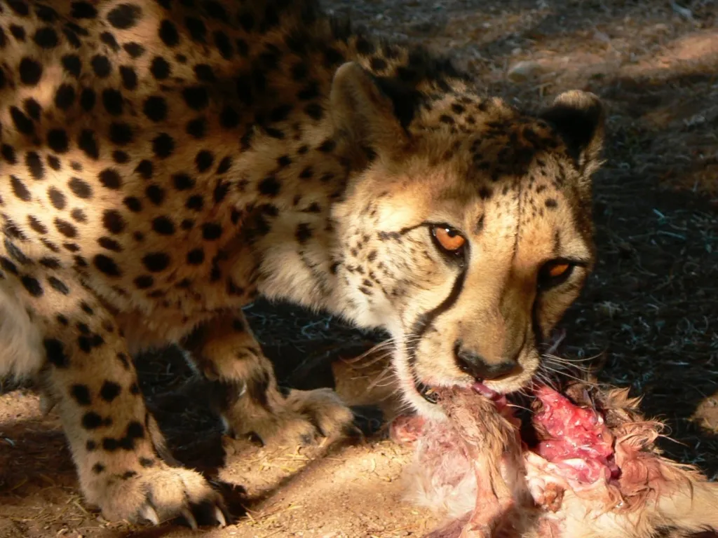 Zoológico pede doação de animais domésticos para alimentar carnívoros