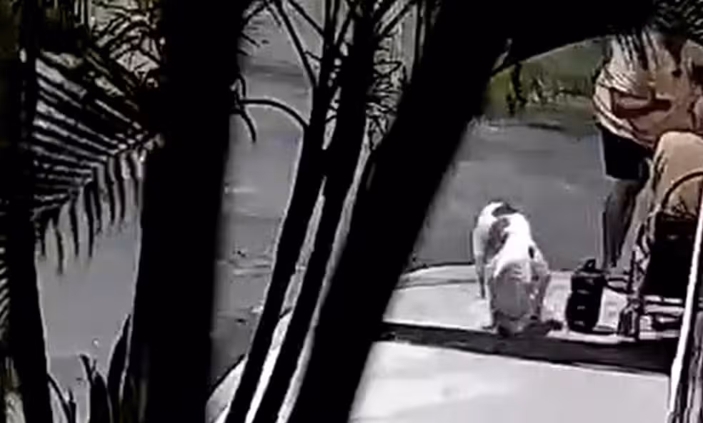 Idoso é agredido após reclamar de fezes de cachorro de vizinho na Bahia. Foto: Reprodução Redes Sociais