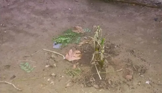 Dupla é acusada de furto, mata colega e enterra corpo em quintal na Bahia 