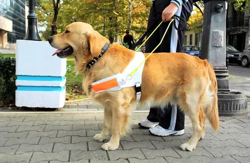 C&atilde;o Guia
