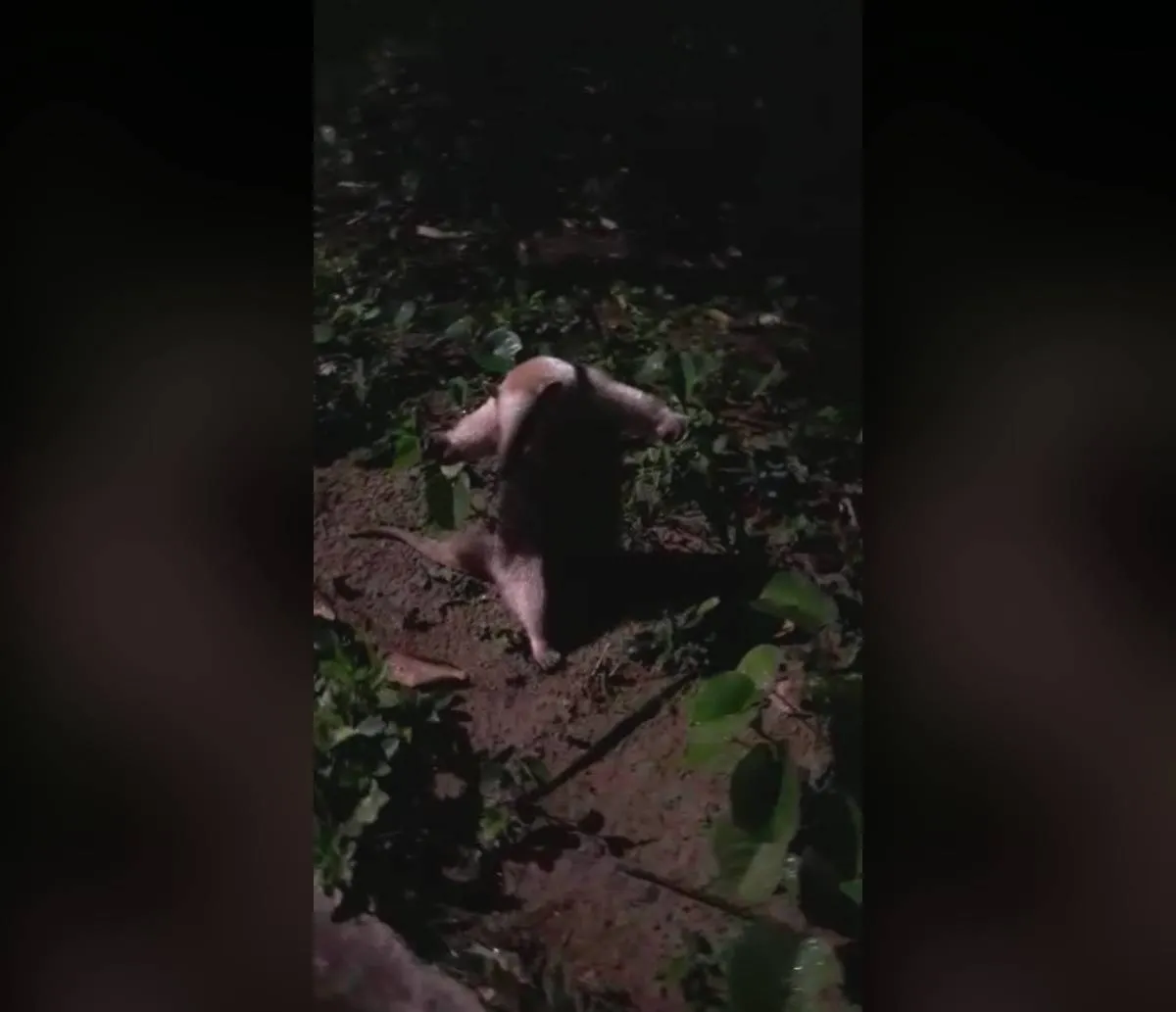 Tamanduá "agradece" após receber ajuda para atravessar rua em Salvador; veja vídeo
