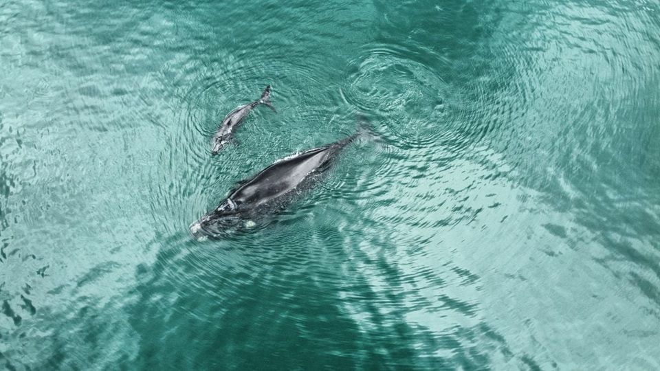 Temporada De Observação De Baleias Em Salvador Foi Aberta Nesta Terça Feira (15)