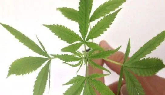 Deputados aprovam legalização da maconha no México; projeto vai para o Senado