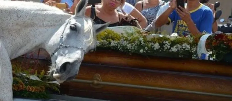 CHOROU PRA BURRO: Cavalo ‘se emociona’ em enterro ao se despedir do dono; Veja vídeo