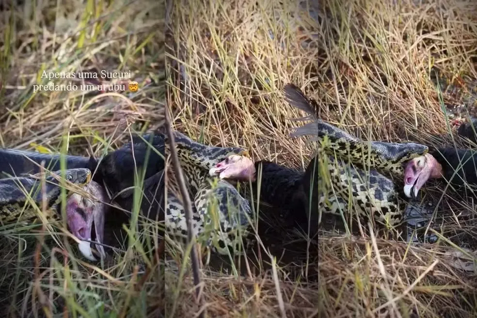 Sucuri é flagrada arrastando urubu no Pantanal; veja vídeo