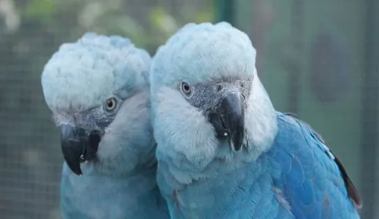 É hoje! Ararinhas-azuis são soltas em habitat natural, na Bahia, 20 anos depois de extinção