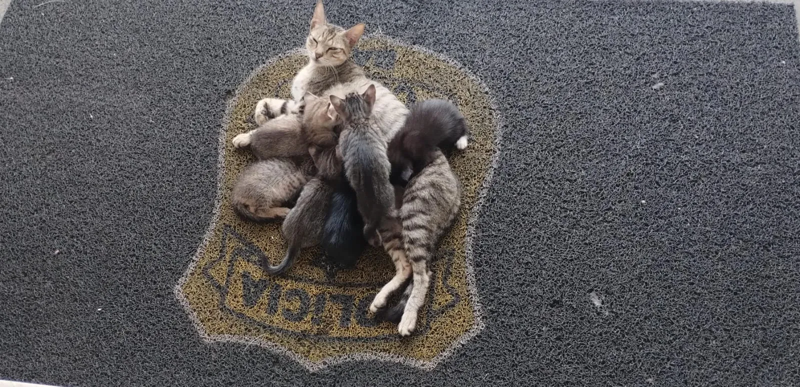 Gata que vive em delegacia na Bahia dá à luz; filhotes podem ser adotados
