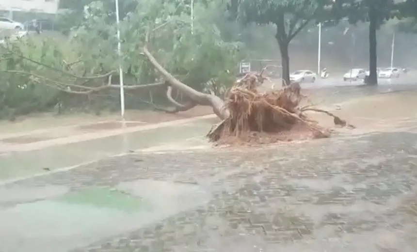 VÍDEO: Árvore de grande porte cai sobre canteiro central na Avenida Centenário