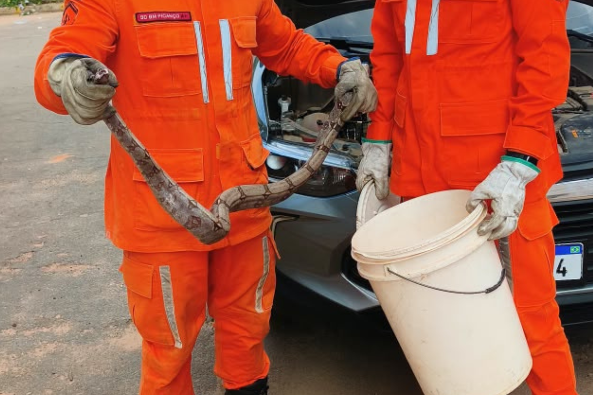 Cobra &eacute; encontrada dentro de carro e resgatada pelos bombeiros na Bahia. Foto: Corpo de Bombeiros