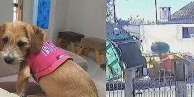 O Brasil ainda n&atilde;o possui uma legisla&ccedil;&atilde;o nacional unificada que trate os animais como sujeitos de direito, mas decis&otilde;es como essa indicam avan&ccedil;os nesse reconhecimento/Foto: Redes Sociais/Reprodu&ccedil;&atilde;o