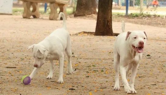 Sobe para quatro a lista de empresas "suspeitas" e Ministério determina recolhimento de petiscos para cães