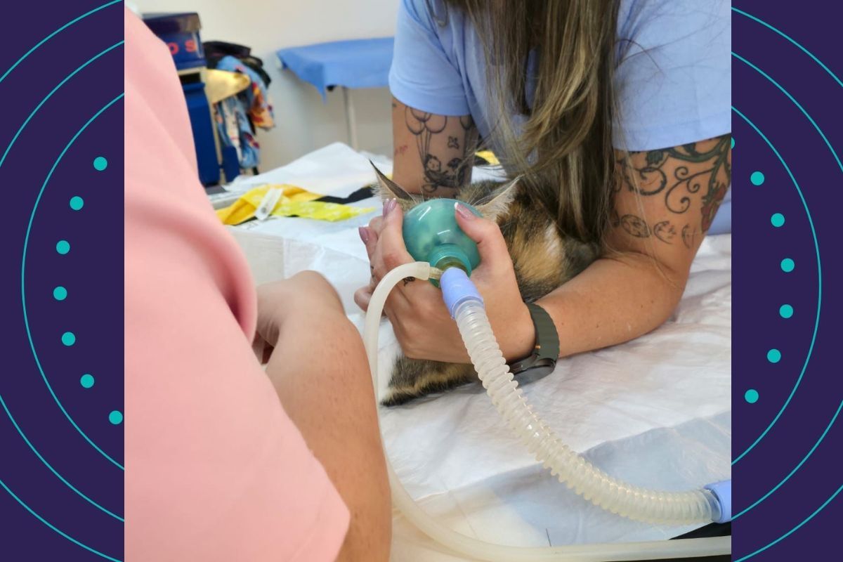 Mulher &Eacute; Presa Em Flagrante Ap&oacute;s Arremessar Gata Do 12&ordm; Andar (3)