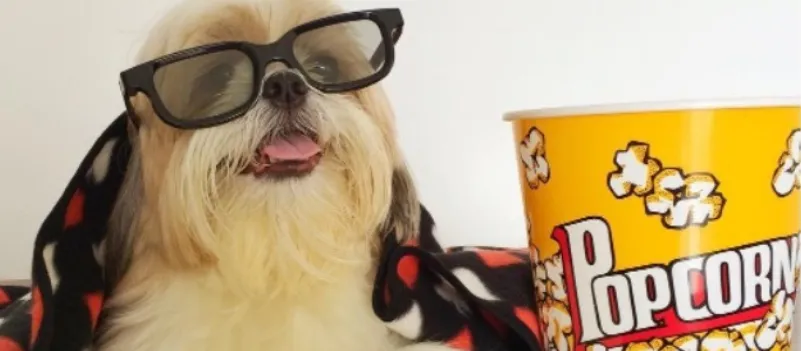 “TÁ SE ACHANDO?”: Conheça SETE animais que têm MUITO mais seguidores que VOCÊ nas redes sociais