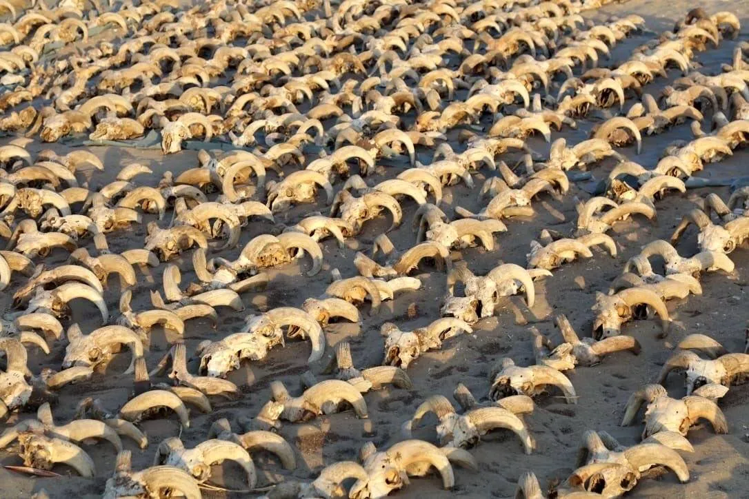 Milhares de cabeças de cabra são encontradas mumificadas no Egito