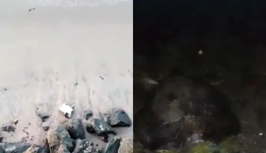 Tartarugas encalhadas em Salvador: bióloga explica como agir nessas situações; veja vídeos