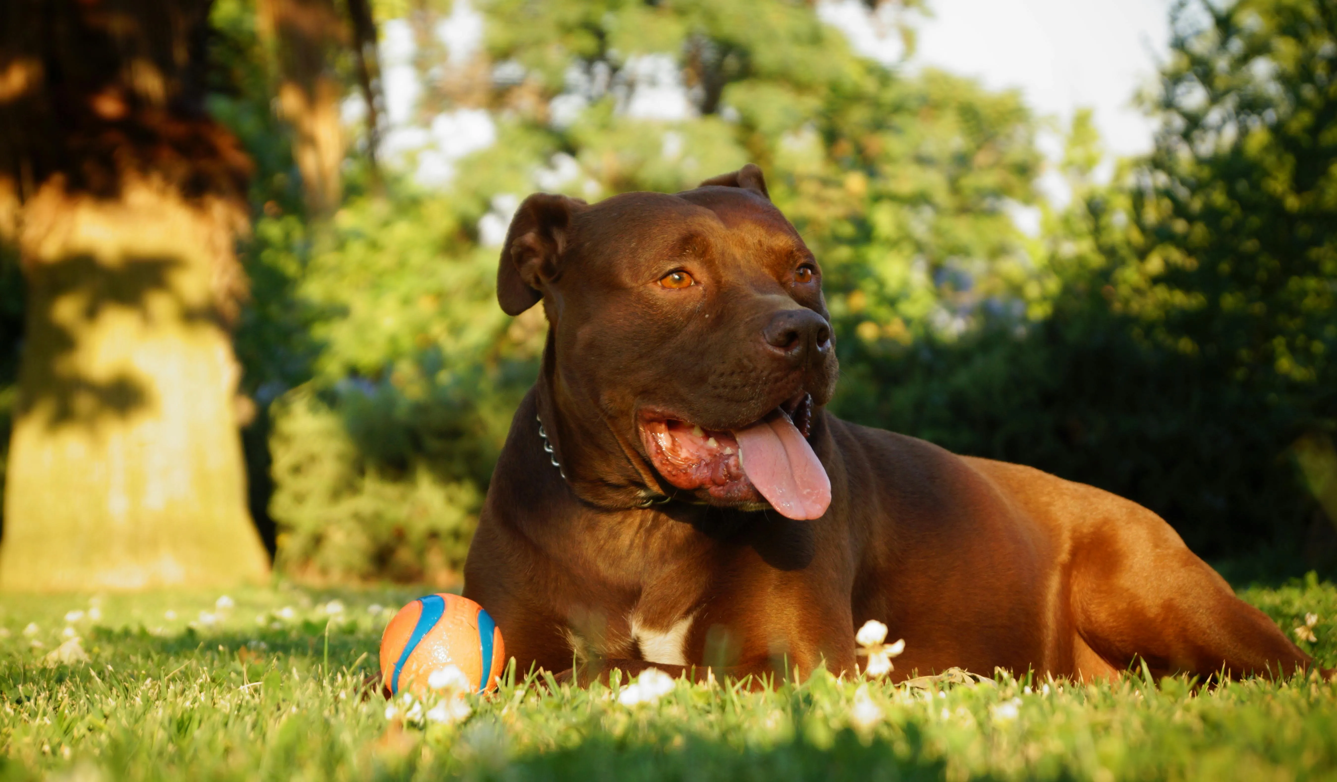 Prefeito de Itabira propõe proibição das raças pit bull e rottweiler