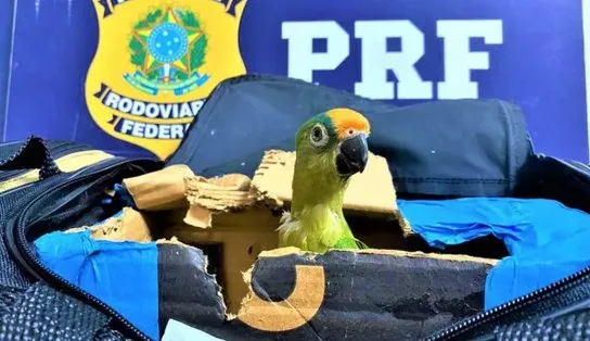 Mulher é flagrada com arara-maracanã em bolsa de viagem; ave foi apreendida