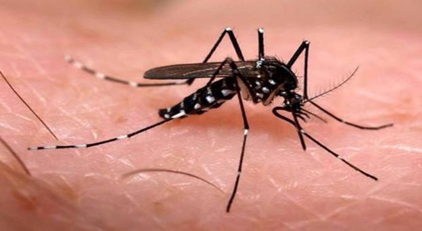 Estudo mostra que mosquito da dengue pode 