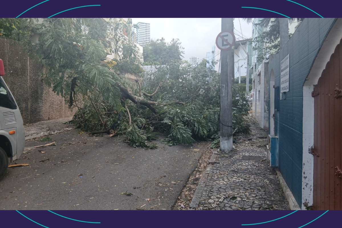 &Aacute;rvore Cai Na Rua Alagoinhas, No Rio Vermelho