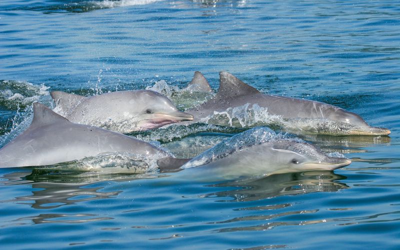 Além da observação de baleias jubarte, durante a temporada também é possível avistar golfinhos e outras espécies de cetáceos que circulam pelo litoral baiano/Foto: Reprodução