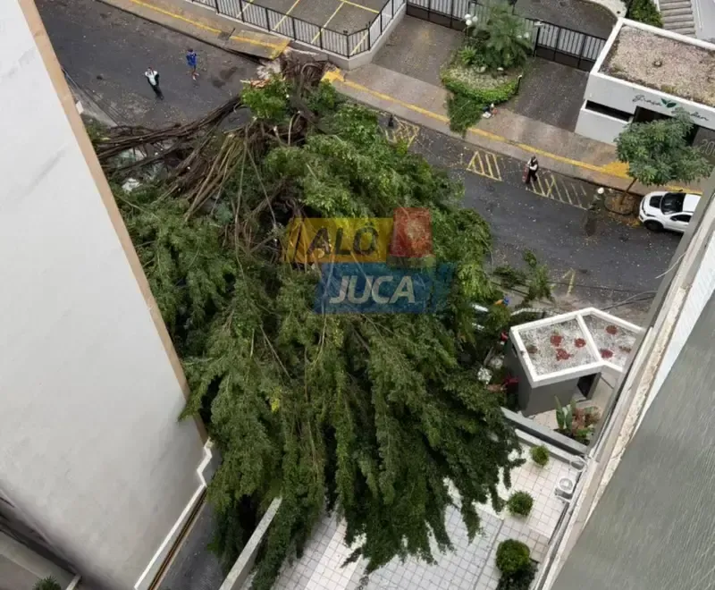 Árvore cai durante temporal e deixa moradores sem energia na Graça, em Salvador